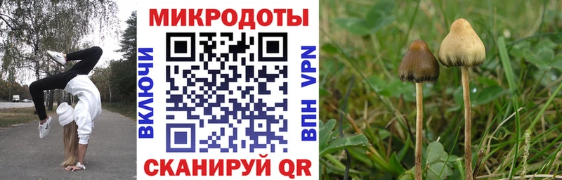 Галлюциногенные грибы Psilocybe  Белая Холуница 